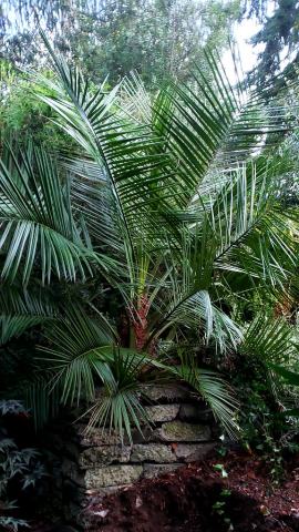 Foto van Chileense honingpalm
