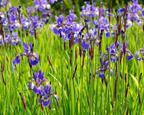 Foto van Siberische Iris of Lis ‘Blue King’