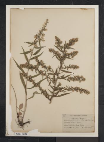 Foto van Kleine aster