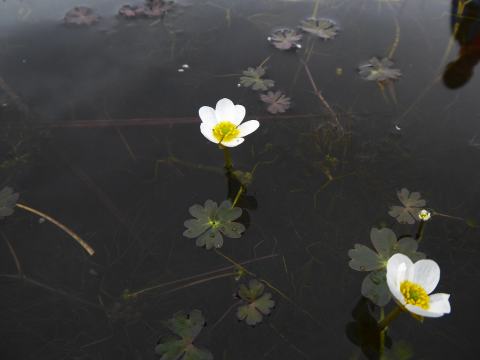 Foto van Middelste waterranonkel