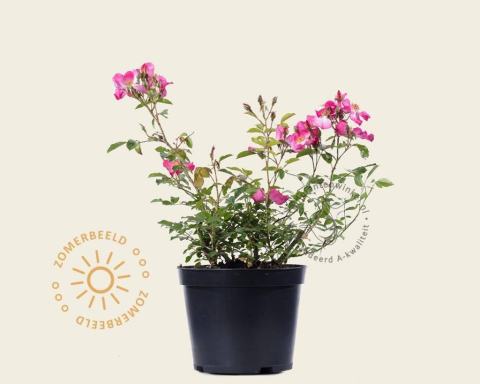 Foto van Heesterroos ‘Fleurette’
