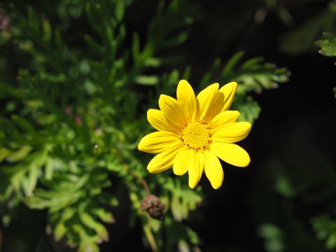Foto van Zuid-Afrikaanse margriet