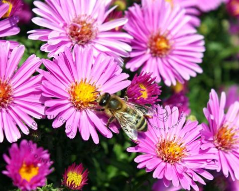 Foto van Herfstaster ‘Jenny’