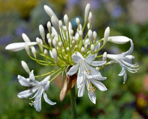 Foto van Afrikaanse Lelie ‘Albidus’