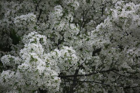 Foto van Malus 'Snowdrift'