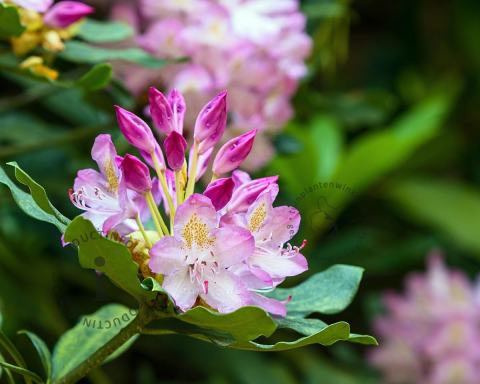 Foto van Rododendron ‘Roseum’