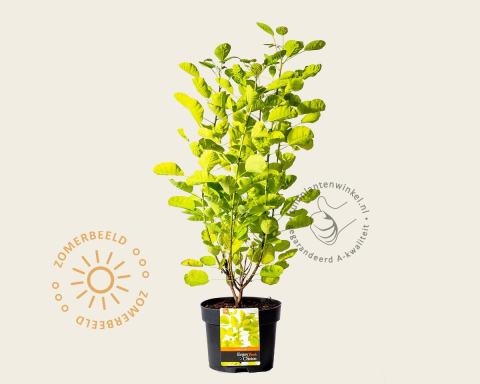 Foto van Pruikenboom ‘Golden Lady’