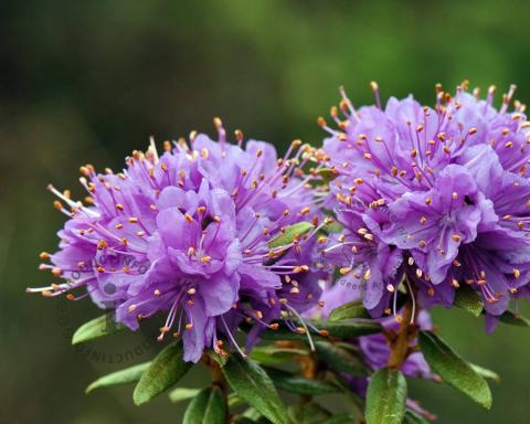 Foto van Dwerg rododendron ‘Blue Silver’