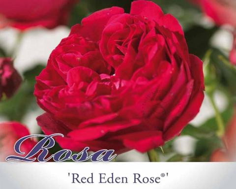 Foto van Grootbloemige roos ‘Red Eden Rose’