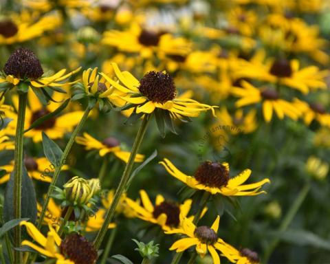 Foto van Zonnehoed ‘Little Goldstar’