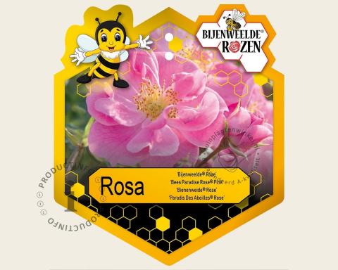 Foto van Bodembedekkende roos ‘Bijenweelde Roze’