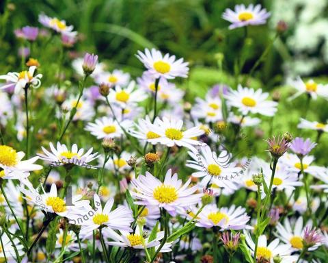 Foto van Zomeraster ‘Blue Star’