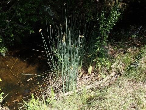 Foto van Ruwe bies