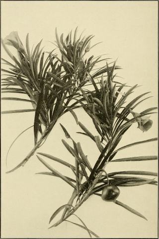 Foto van Peruaanse rinkelboom