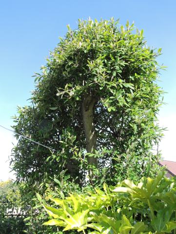 Foto van Boomcotoneaster