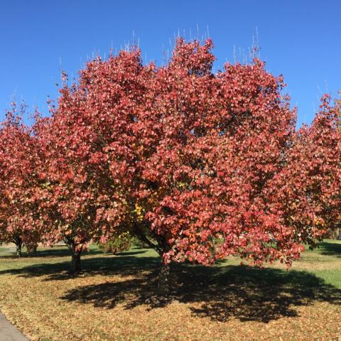 Foto van Acer 'Glowing Embers'