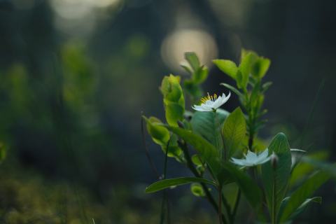 Foto van Lysimachia 'ongebonden'