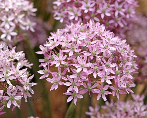 Foto van Sierui ‘Pink Jewel’
