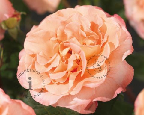 Foto van Grootbloemige trosroos ‘Augusta Luise’
