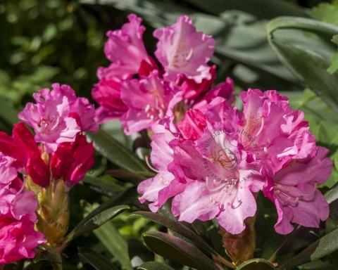 Foto van Rododendron ‘Kalinka’