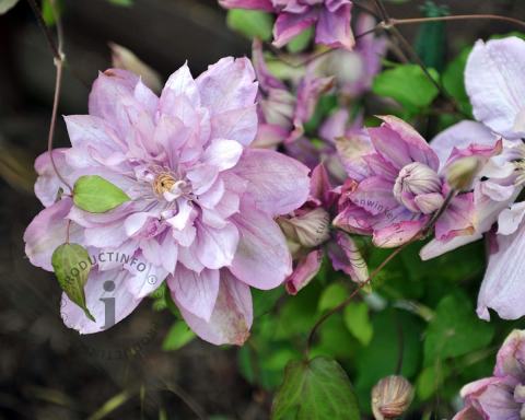 Foto van Bosrank ‘Multi Pink’