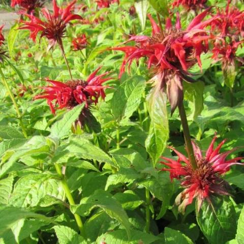 Foto van Monarda 'Cambridge Scarlet'