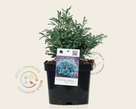 Foto van Schijncipres ‘Baby Blue’