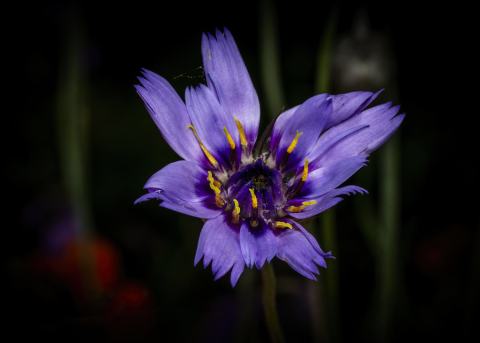 Foto van Blauwe strobloem