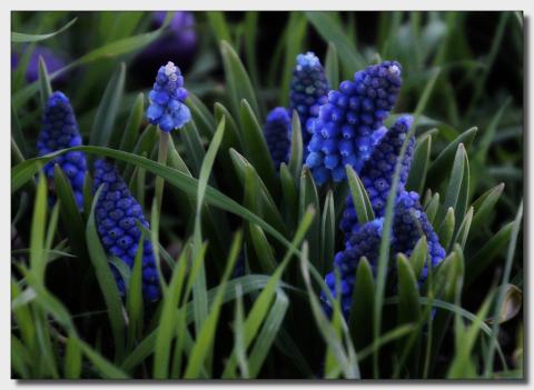 Foto van Blauwe druifjes