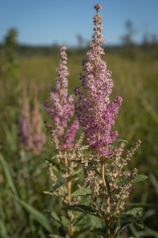 Foto van Viltige spirea