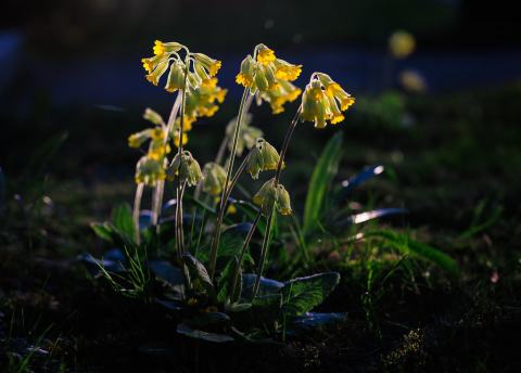 Foto van Gulden sleutelbloem