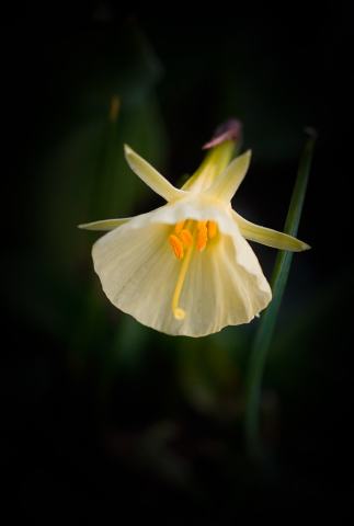 Foto van Narcissus 'onbelkend'