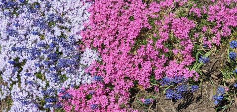 Foto van Borstelvlambloem