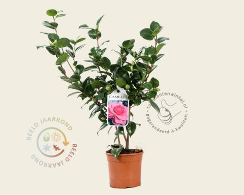 Foto van Camelia ‘Ack-Scent’