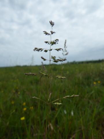 Foto van Ruw beemdgras
