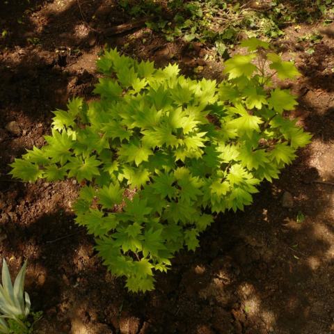 Foto van Acer 'Aureum'