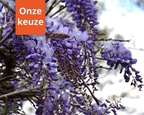 Foto van Blauwe regen ‘Prolific’