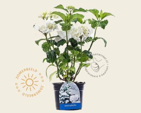 Foto van Boerenhortensia ‘Madame Emile Mouillere’