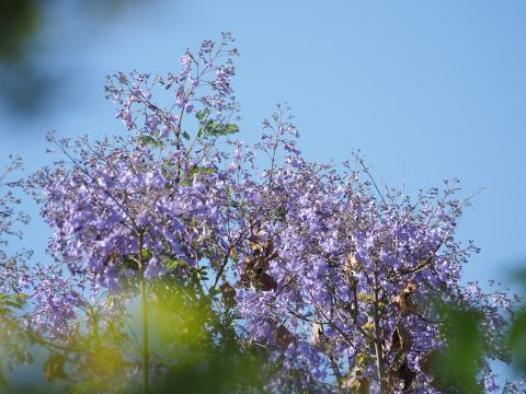 Foto van Blauwe jacaranda