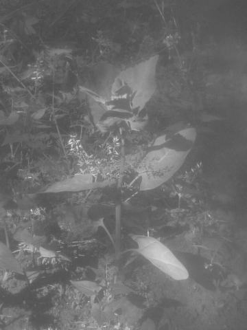 Foto van Tuinmelde