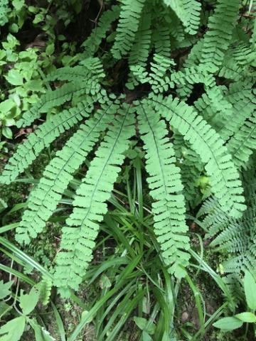 Foto van Adiantum 'var. aleuticum'