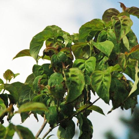 Foto van Cornus 'Cherokee Chief'