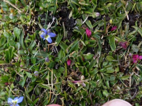 Foto van Sterretjesgras