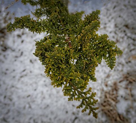 Foto van Chamaecyparis 'Filicoides'