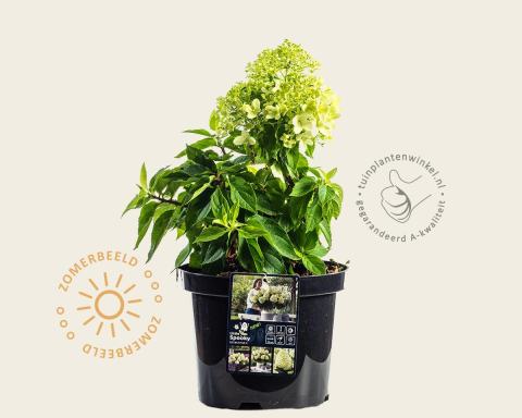 Foto van Pluimhortensia ‘Little Spooky’