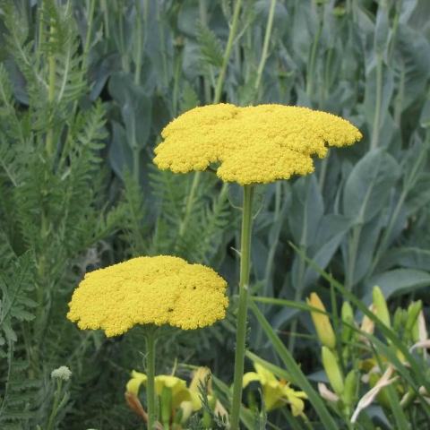 Foto van Achillea 'Gold Plate'