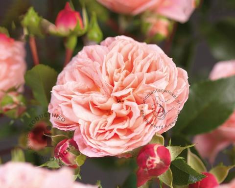 Foto van Klimroos ‘Pirouette’