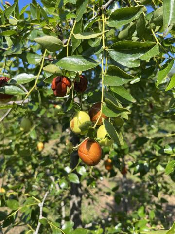 Foto van Chinese jujube