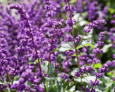 Foto van Kranssalie ‘Purple Rain’