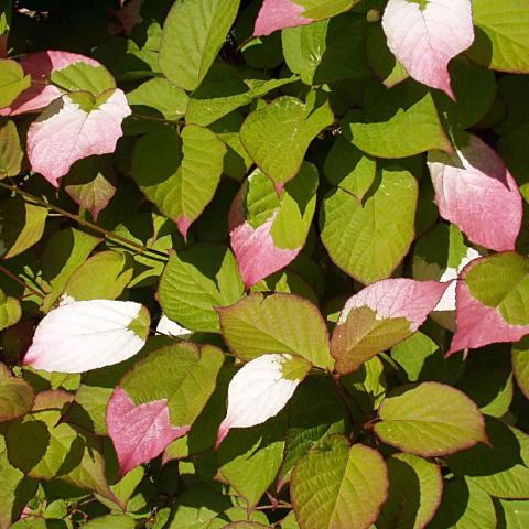 Foto van Actinidia 'Arctic Beauty'